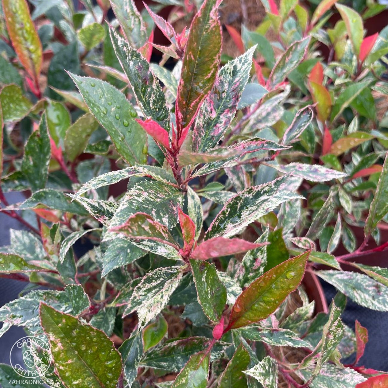 Obrázok Červienka Fraserova (Photinia × fraseri) ‘LITTLE FENNA’ - výška 15-25, kont. C2L